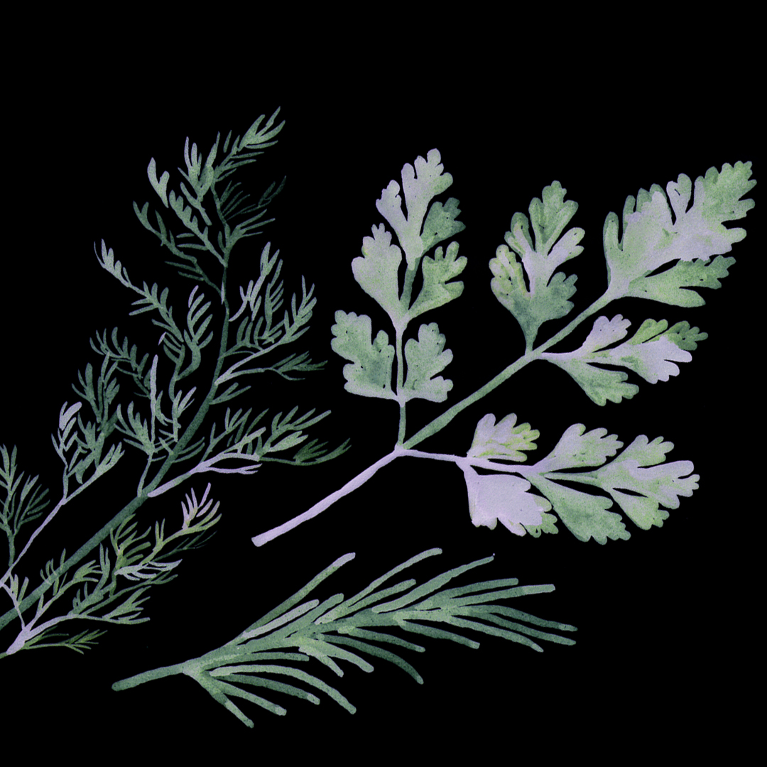 Dark watercolor herbal illustration for a cookbook